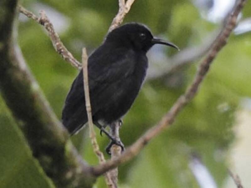 Mielero Negro