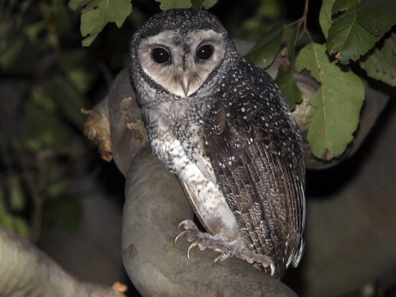 Sooty Owl, 照片 2
