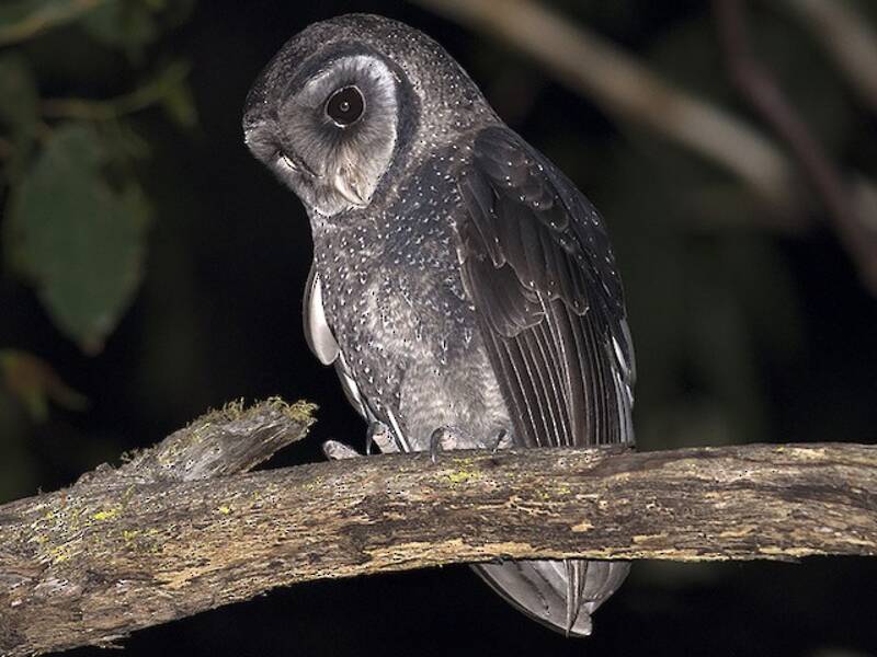 Sooty Owl, 照片 3