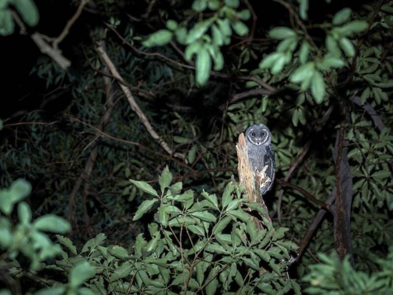 Sooty Owl, 照片 4
