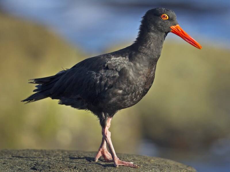 Sooty Oystercatcher