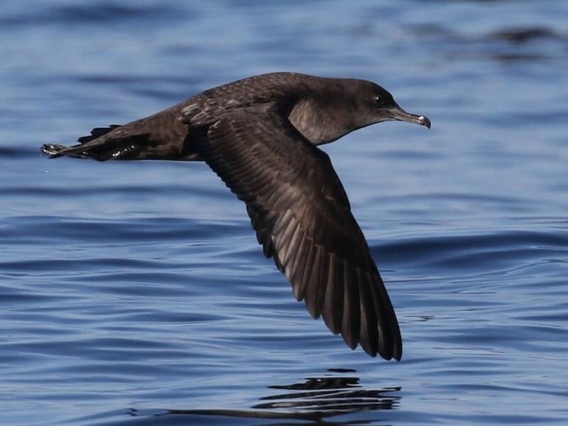 Sooty Shearwater (Ardenna grisea)