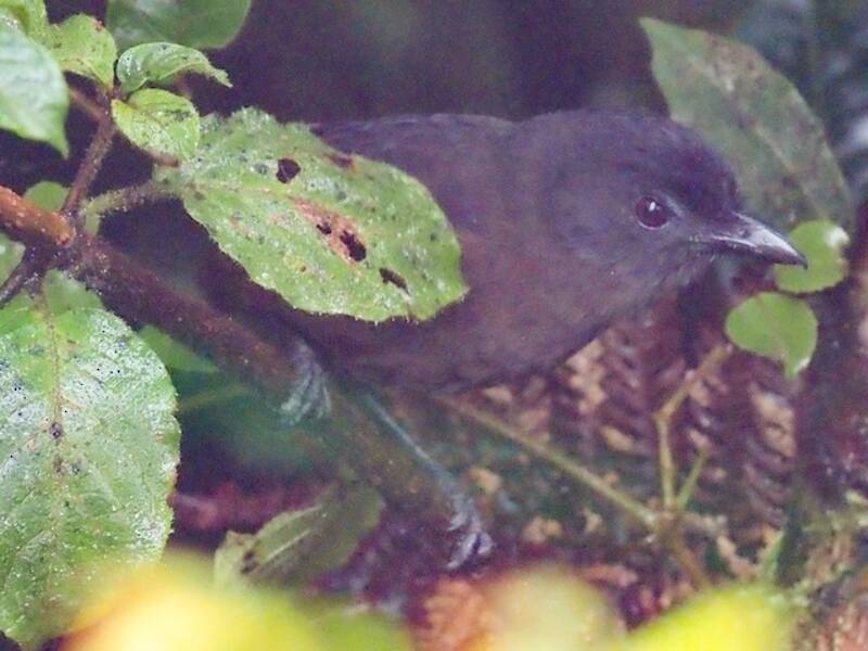Pitohui fuligineux