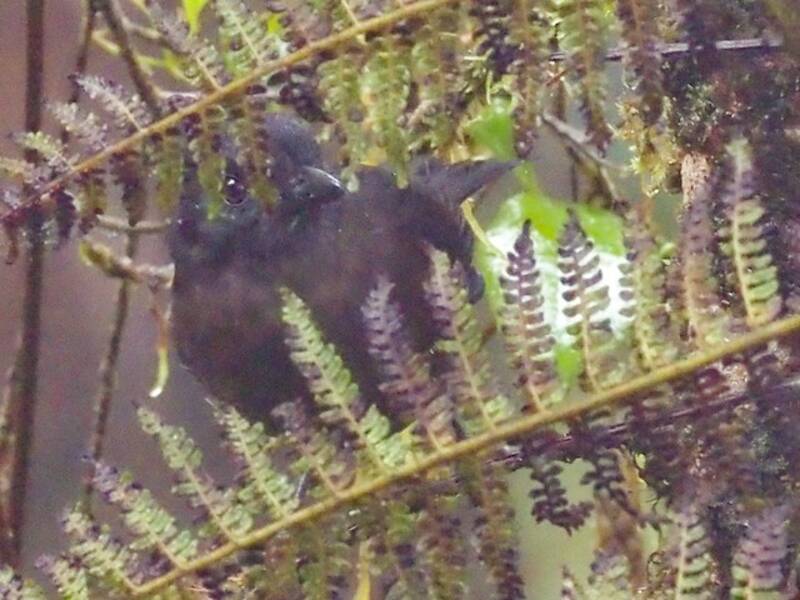 Sooty Shrikethrush, Photos 2