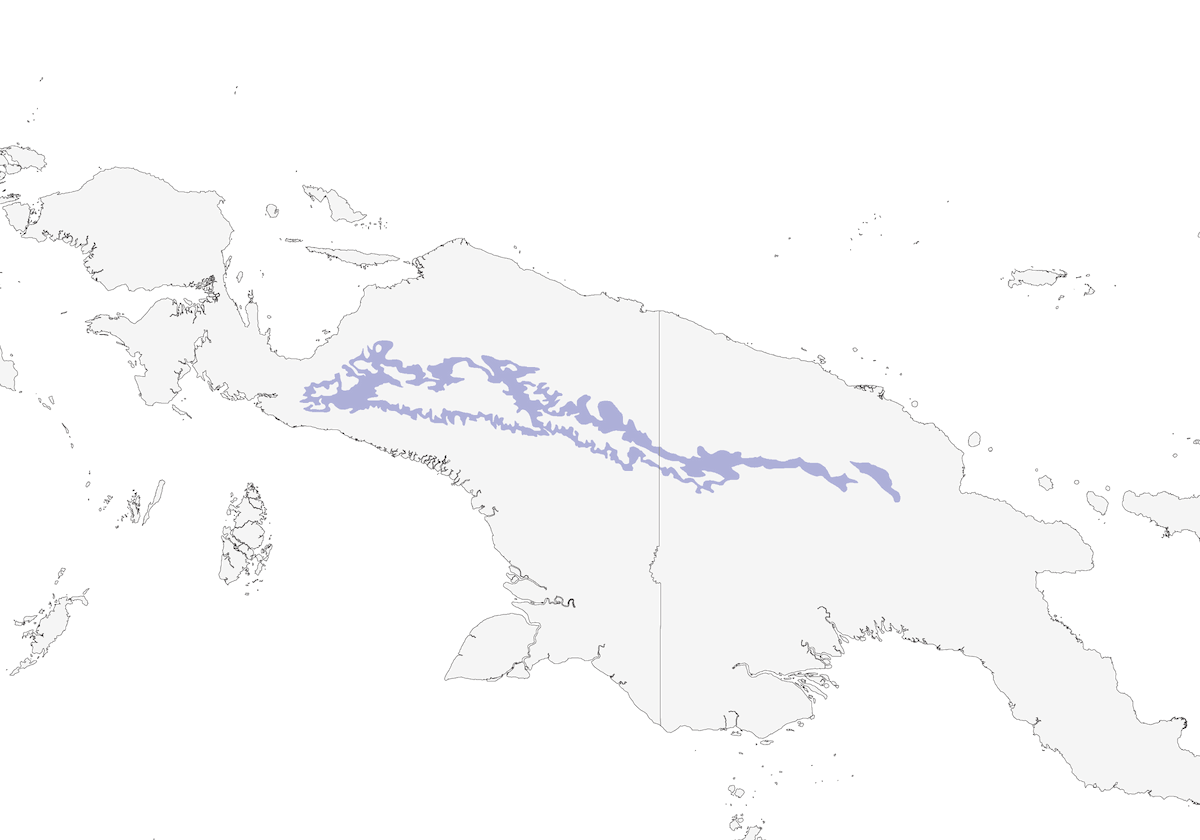 Sooty Shrikethrush, Distribution 1