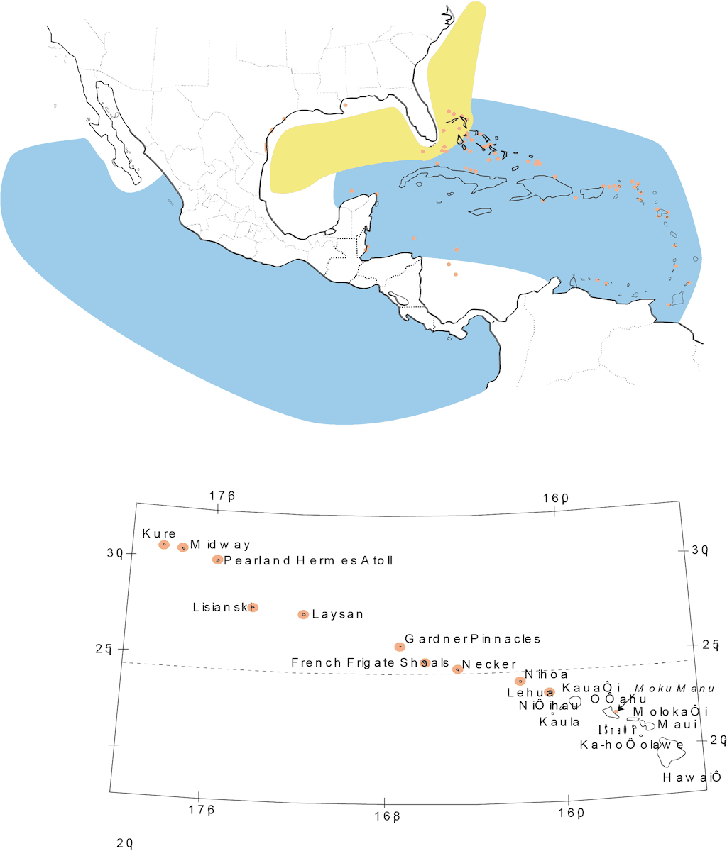 Charrán sombrío, Distribución 1