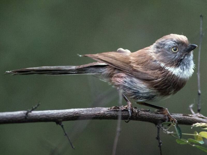 Sooty Tit, Photos 3