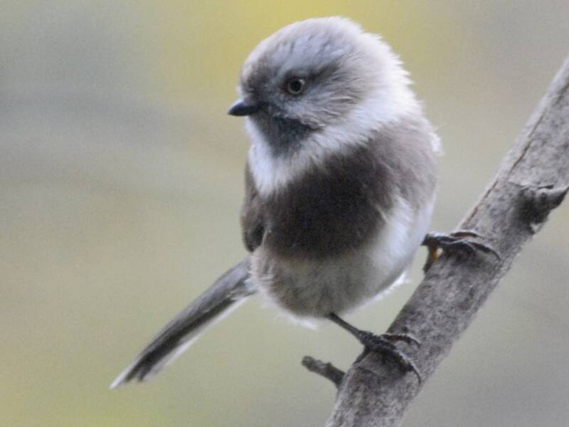Sooty Tit