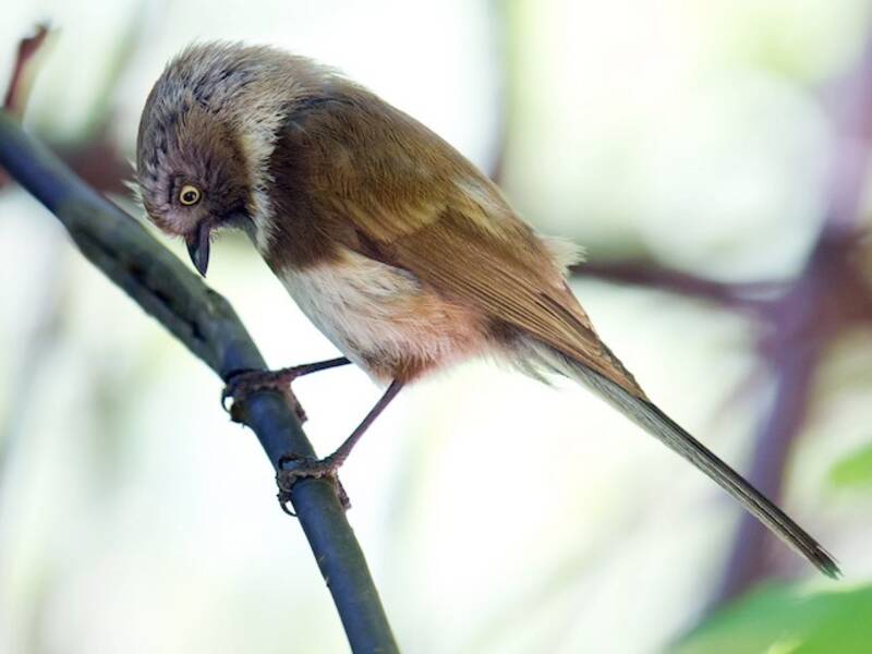 Sooty Tit, Photos 2