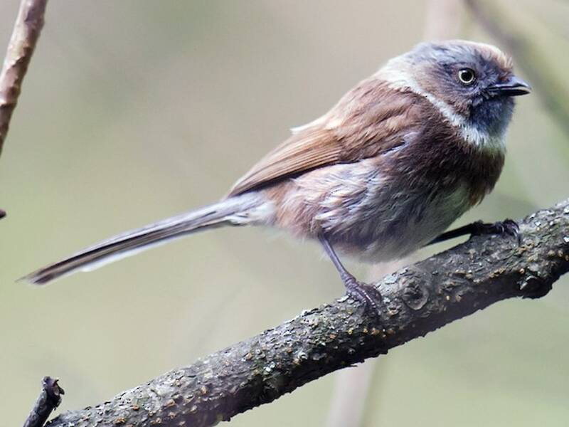 Sooty Tit, Photos 4