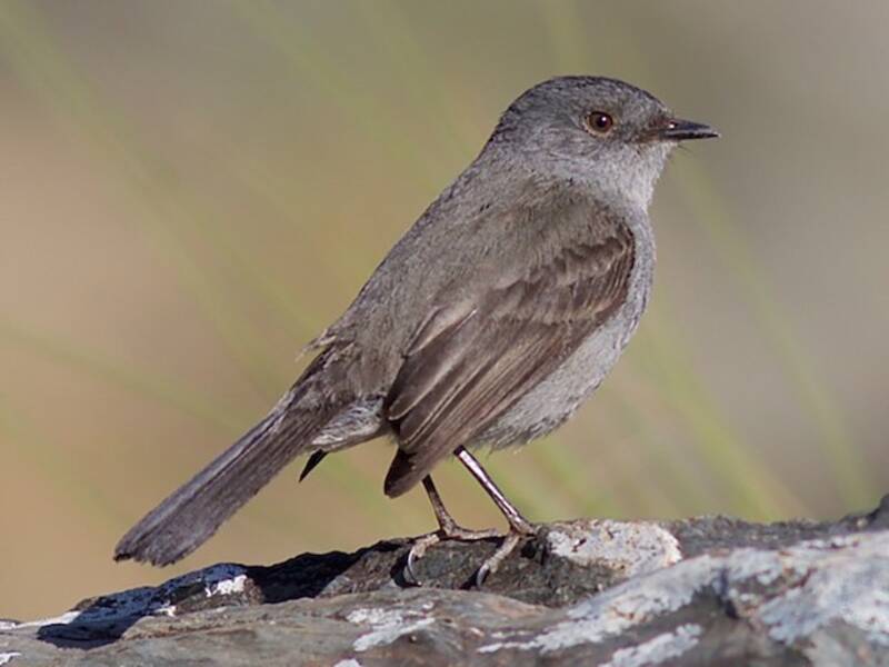 Rußtyrannulet, Fotos 3