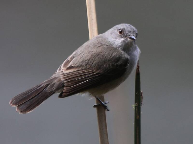 Rußtyrannulet, Fotos 2