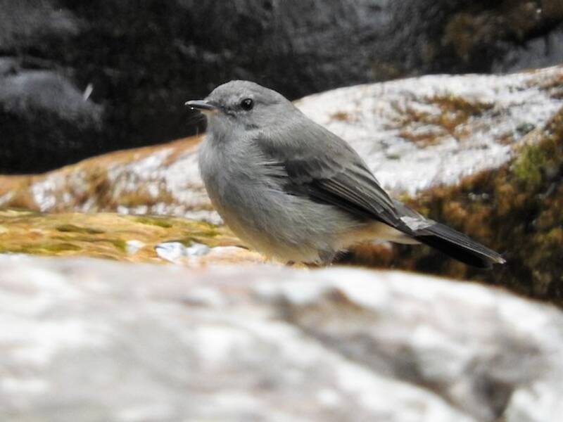 Rußtyrannulet, Fotos 4