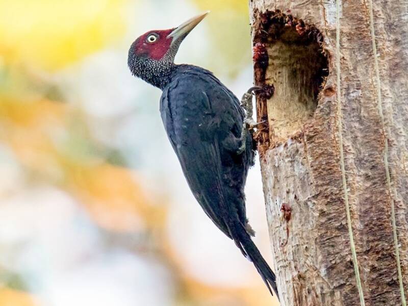 Northern Sooty-Woodpecker, 照片 3