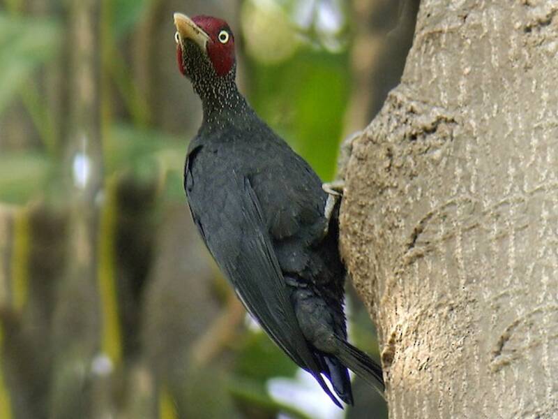 Northern Sooty-Woodpecker, 照片 4