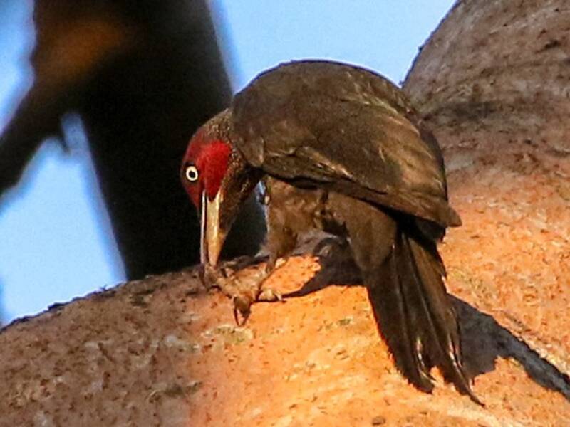 Northern Sooty-Woodpecker, 照片 2