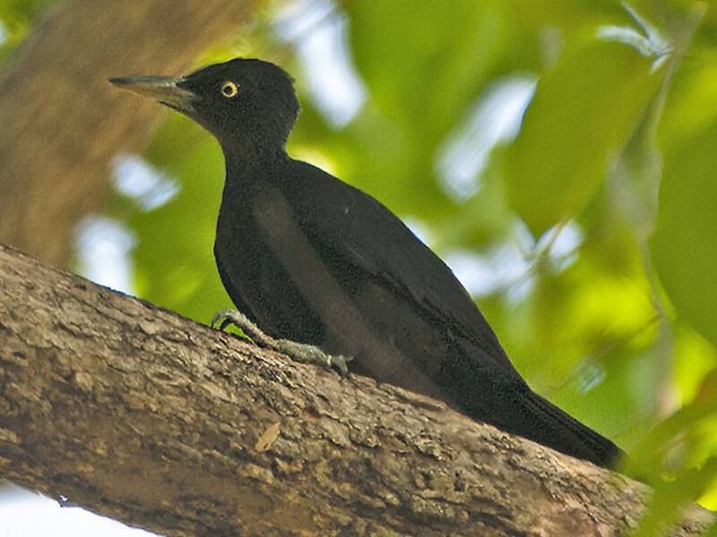 Northern Sooty-Woodpecker
