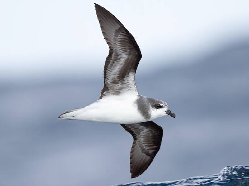 Petrel de plumaje blando