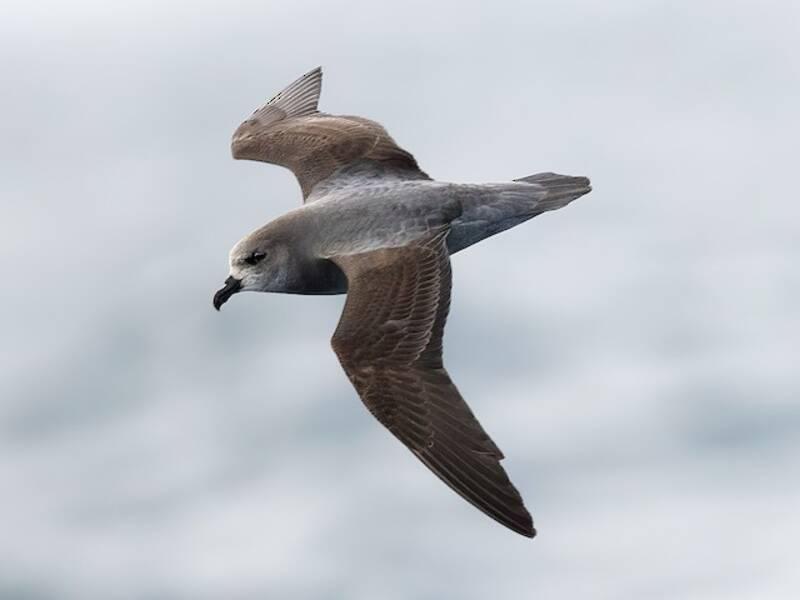 Soft-plumaged Petrel, 照片 2