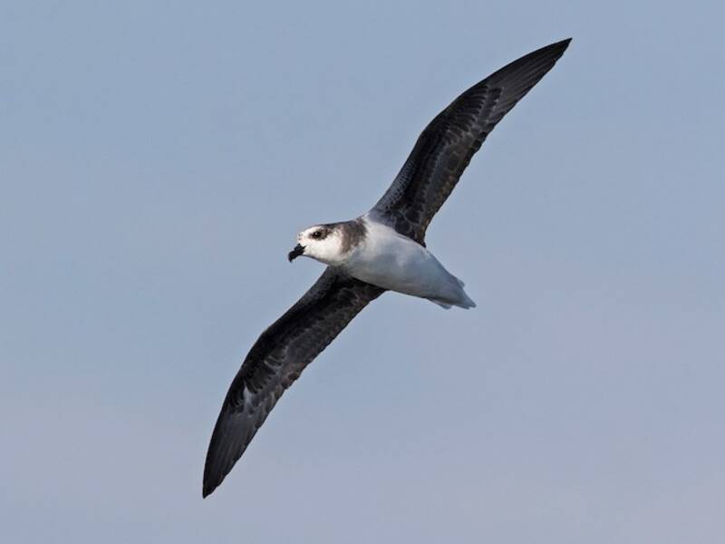Soft-plumaged Petrel, 照片 3