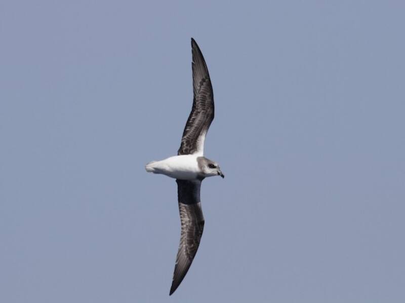 Soft-plumaged Petrel, 照片 4