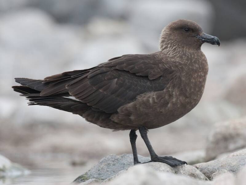 South Polar Skua