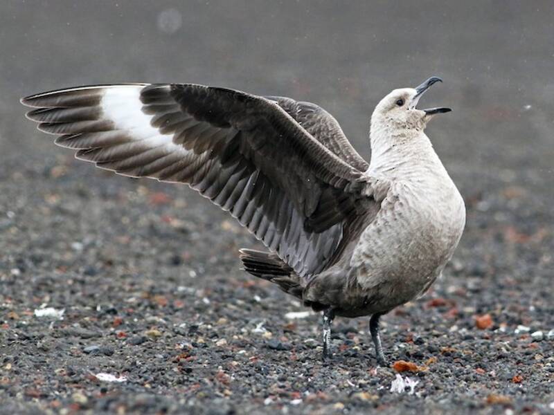 Antarktischer Skua, Fotos 2