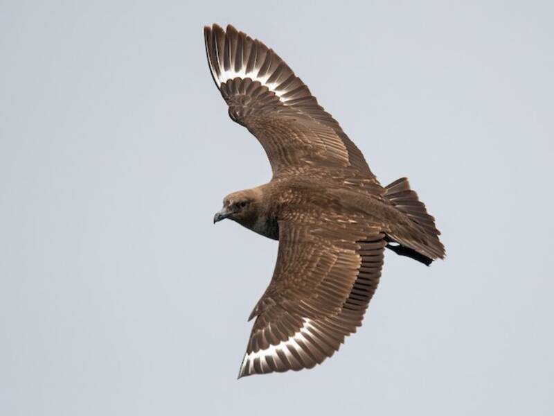 Antarktischer Skua, Fotos 3