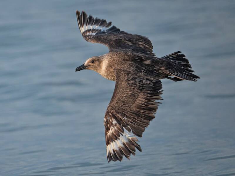 Antarktischer Skua, Fotos 4
