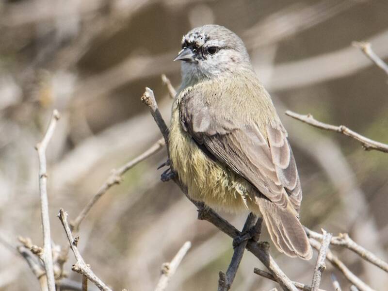 Pájaro moscón sureño, Fotos 3