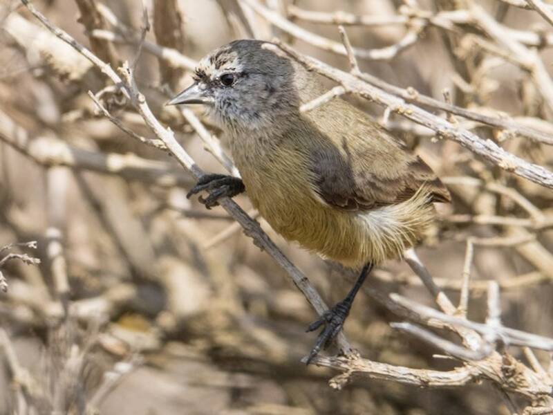Pájaro moscón sureño, Fotos 4