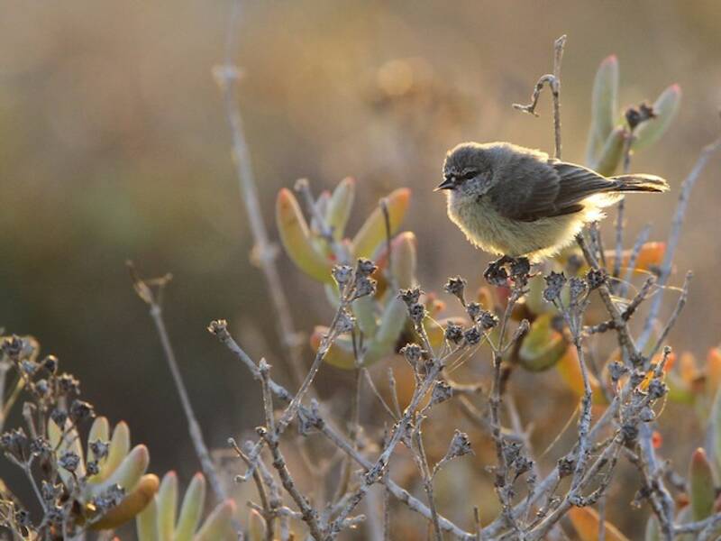 Pájaro moscón sureño