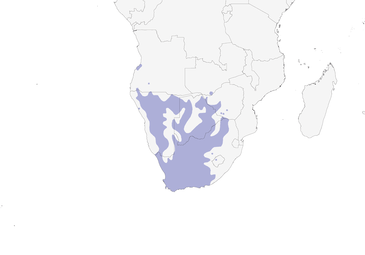 Pájaro moscón sureño, Distribución 1