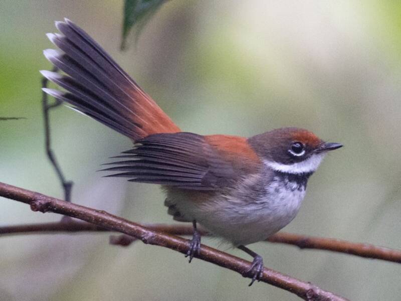 Solomons Rufous Fantail, Photos 3