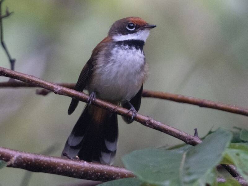 Solomons Rufous Fantail, Photos 4