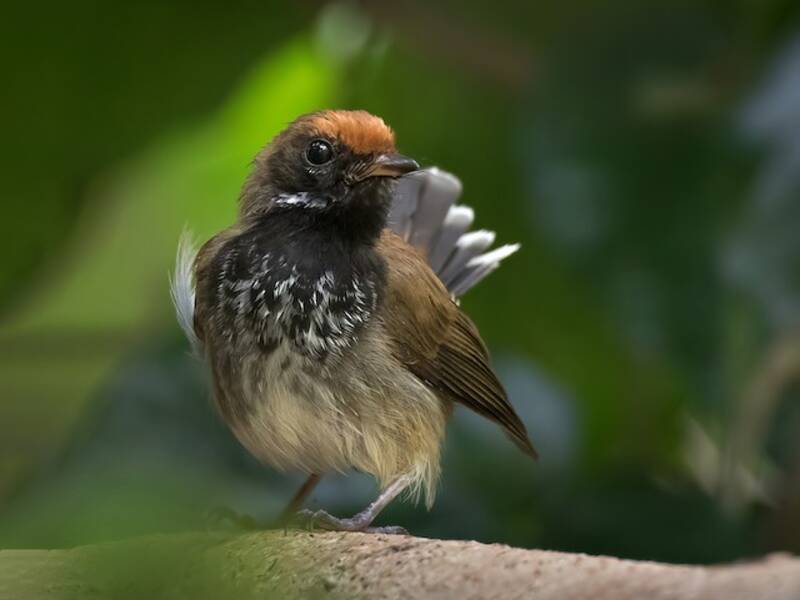 Solomons Rufous Fantail, Photos 2