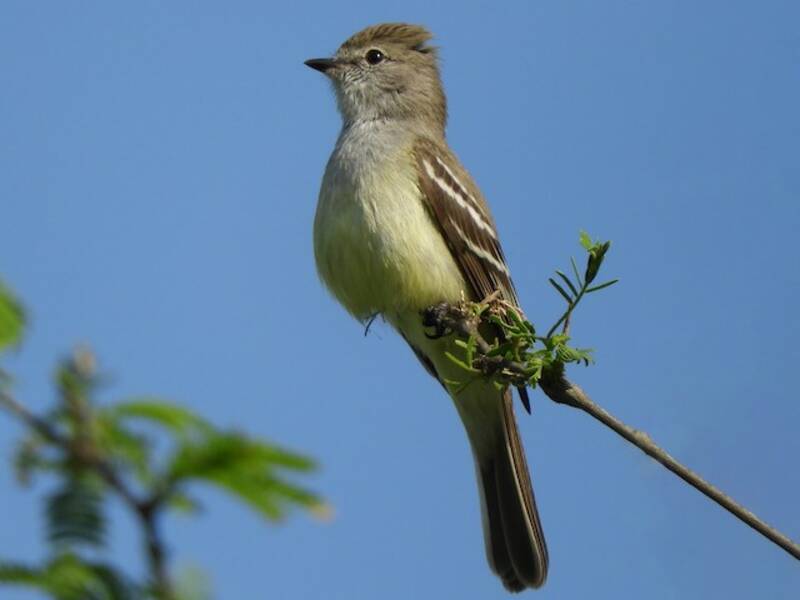 Southern Scrub-Flycatcher, Photos 3