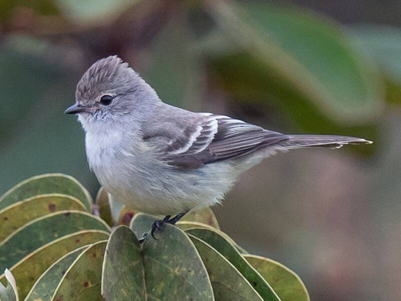 Southern Scrub-Flycatcher, Photos 4