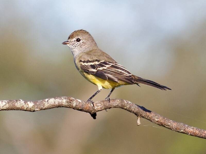 Southern Scrub-Flycatcher