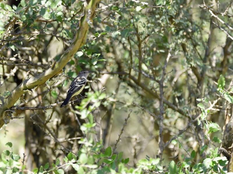 Southern Scrub-Flycatcher, Photos 2