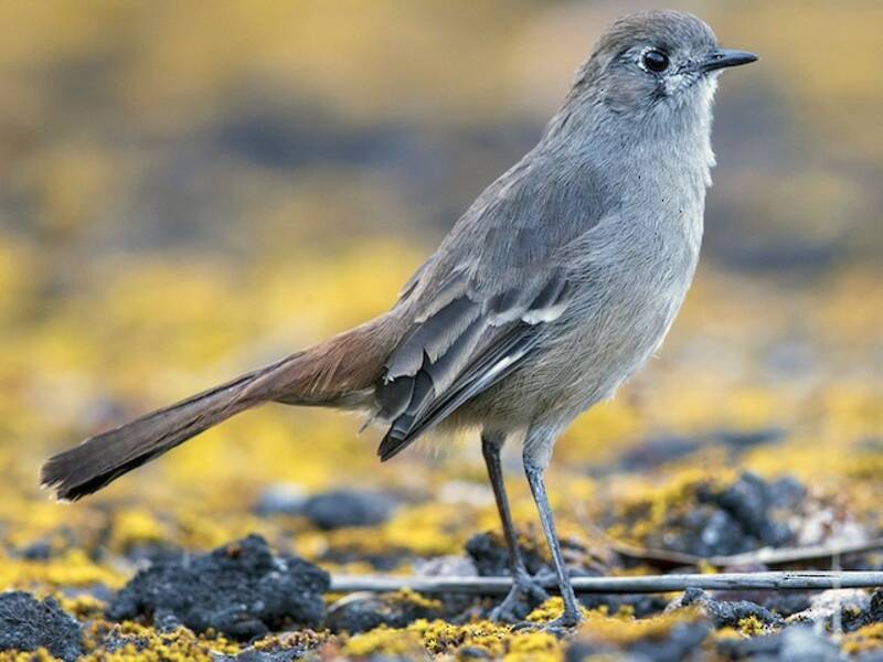 Southern Scrub-Robin