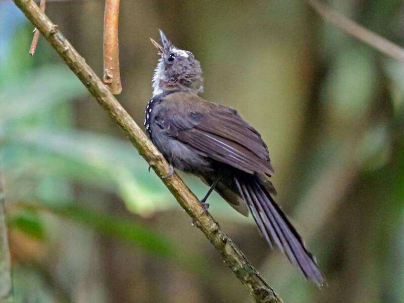 Sooty Thicket-Fantail, Photos 4