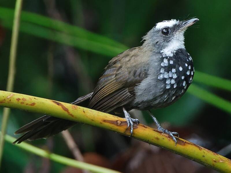 Sooty Thicket-Fantail, Photos 2