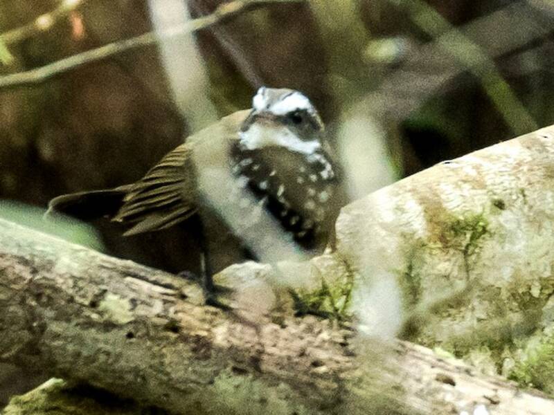 Sooty Thicket-Fantail