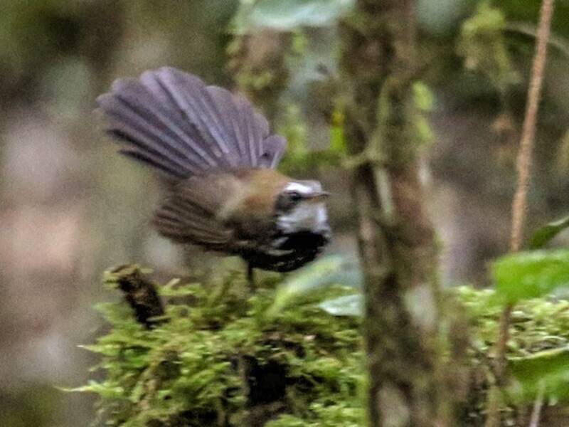 Sooty Thicket-Fantail, Photos 3