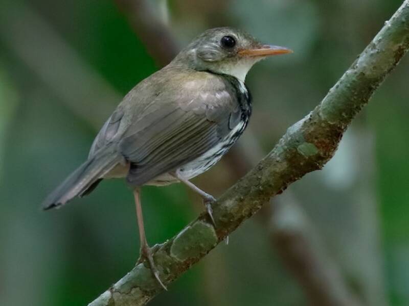 Pipit delle formiche meridionale, Foto 3
