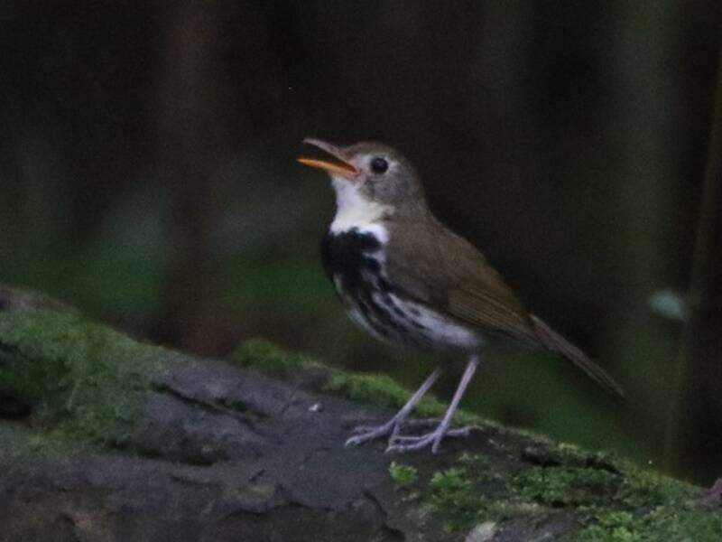 Pipit delle formiche meridionale, Foto 2