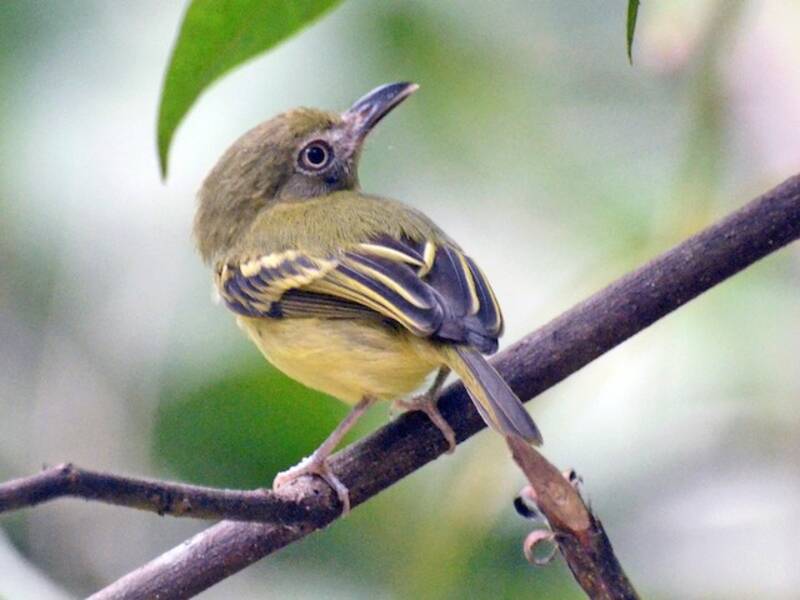 Southern Bentbill, Photos 2