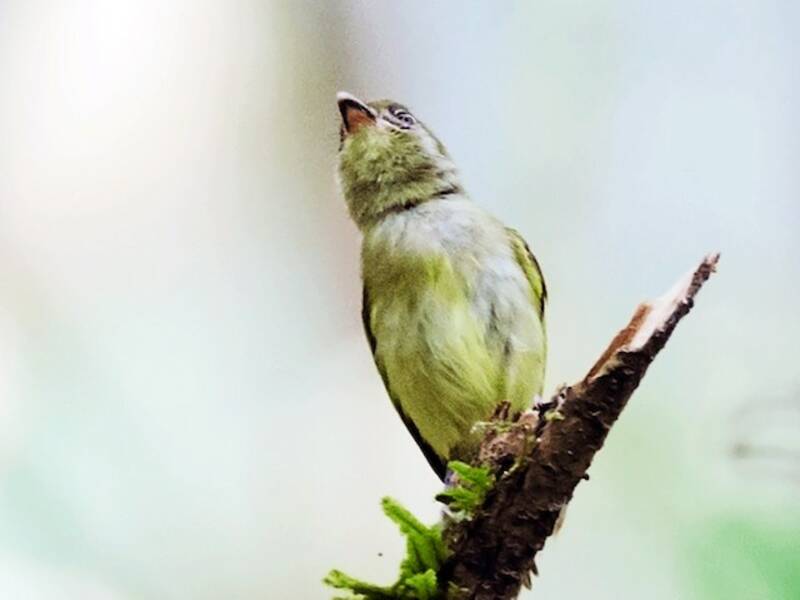 Southern Bentbill, Photos 3