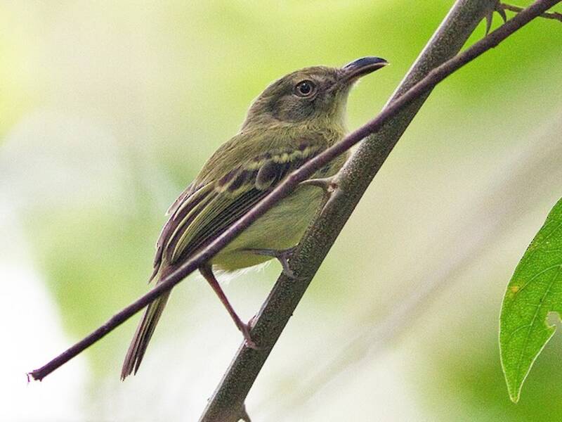 Southern Bentbill, Photos 4